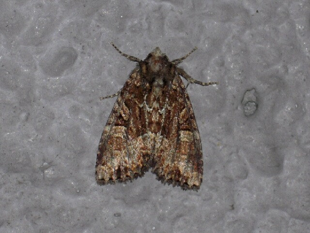 �����ե��饯���ȥ�