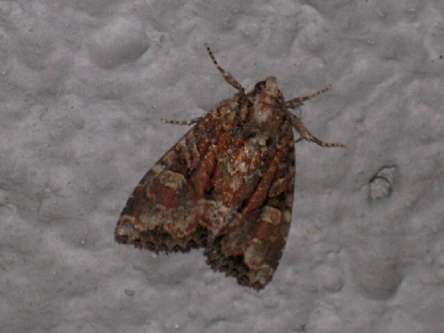 �����ե��饯���ȥ�