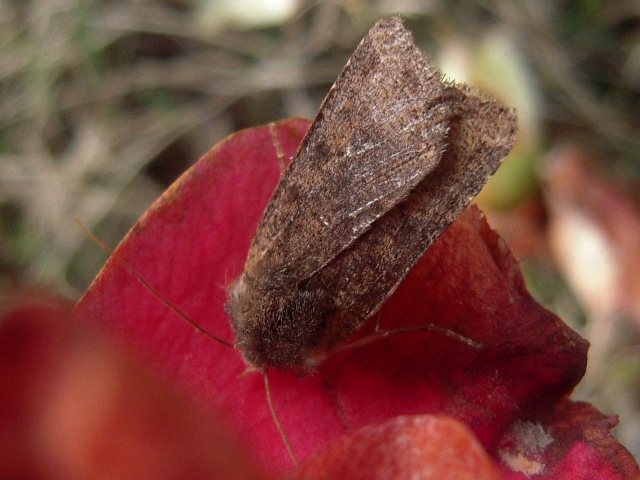 ��������ޥ��饭�ꥬ