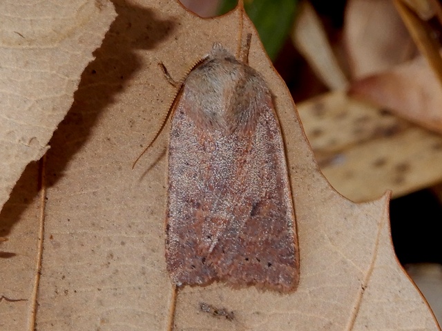 �����索�ӥ��ꥬ