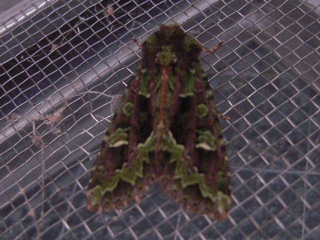 �����Хϥ�����ȥ�