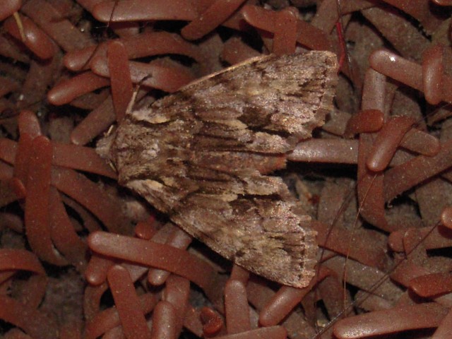 �����󥭥ꥬ