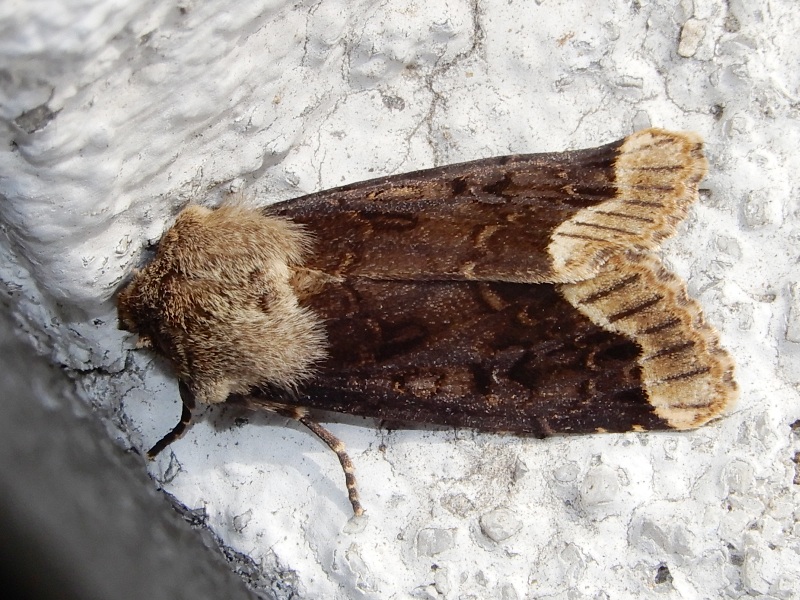 �����إꥭ�ꥬ