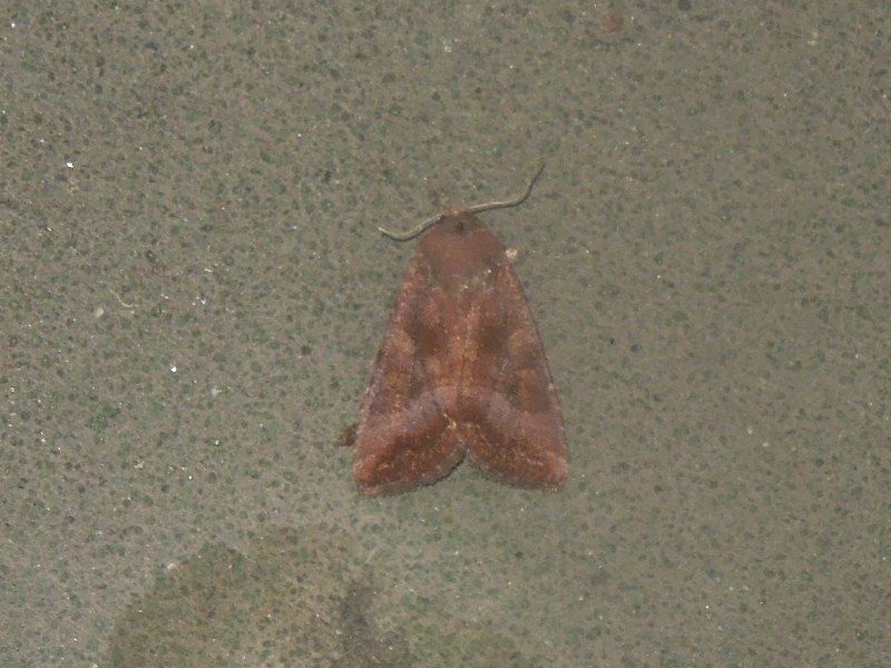 ����������ȥ�