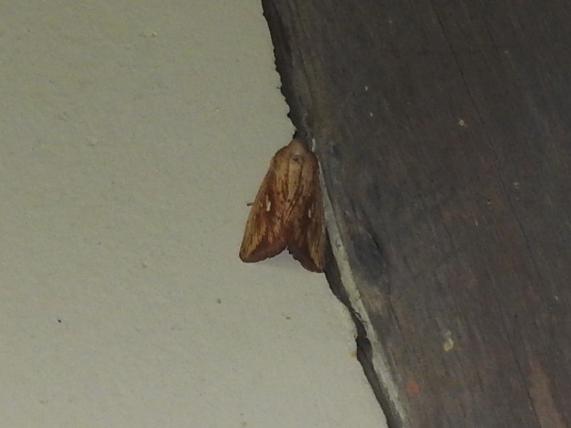 ���Хե����ƥ󥭥�ȥ�