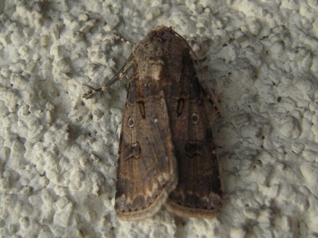 �������֥�䥬