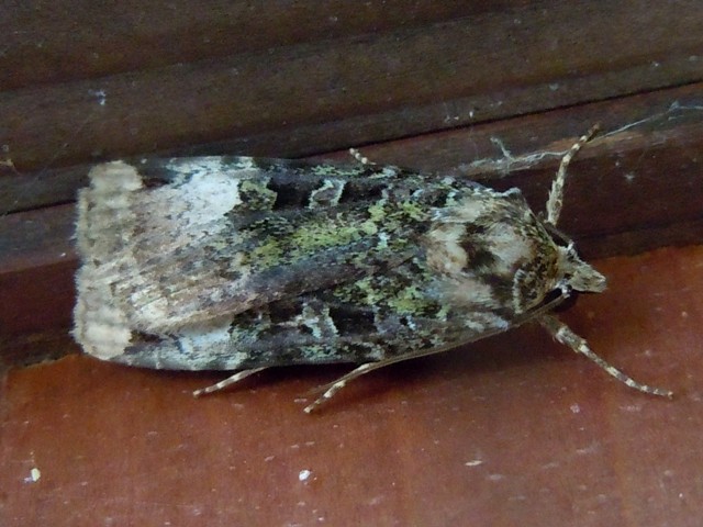 �������ߥɥ�䥬