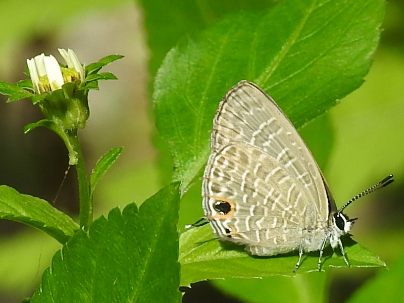 ���ޥߥ���ʥߥ�����