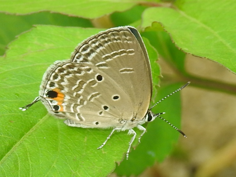 �����ޥ��饽�ƥĥ�����