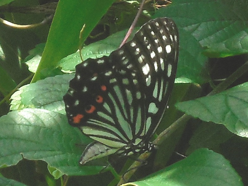 �����ܥ����ޥ���