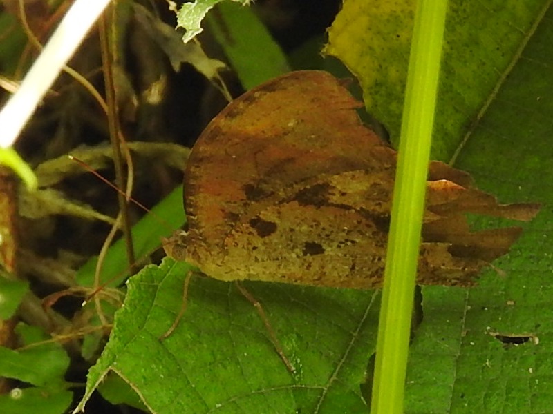 �����������Υޥ��祦