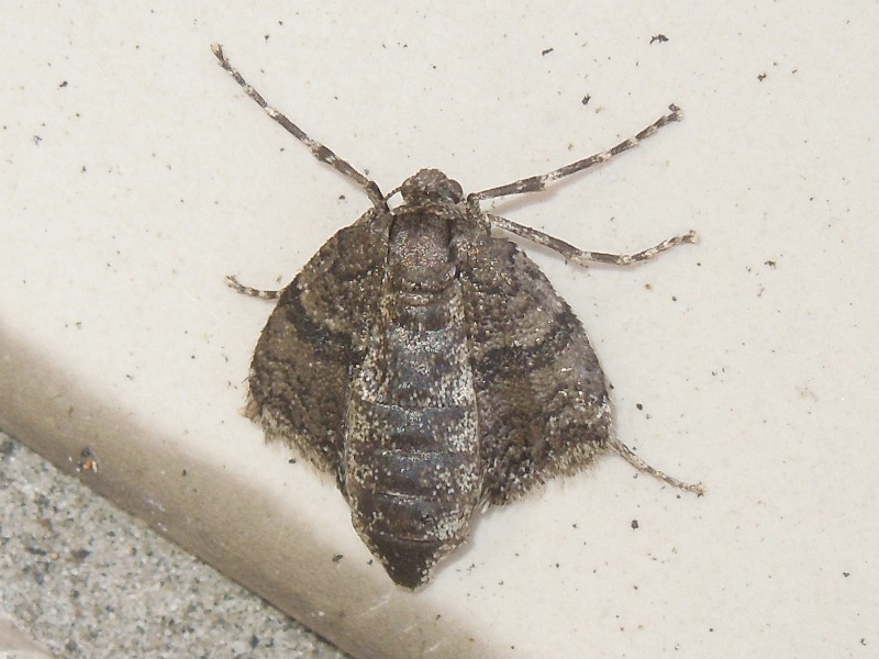 �������ӥե�ʥߥ��㥯���᥹