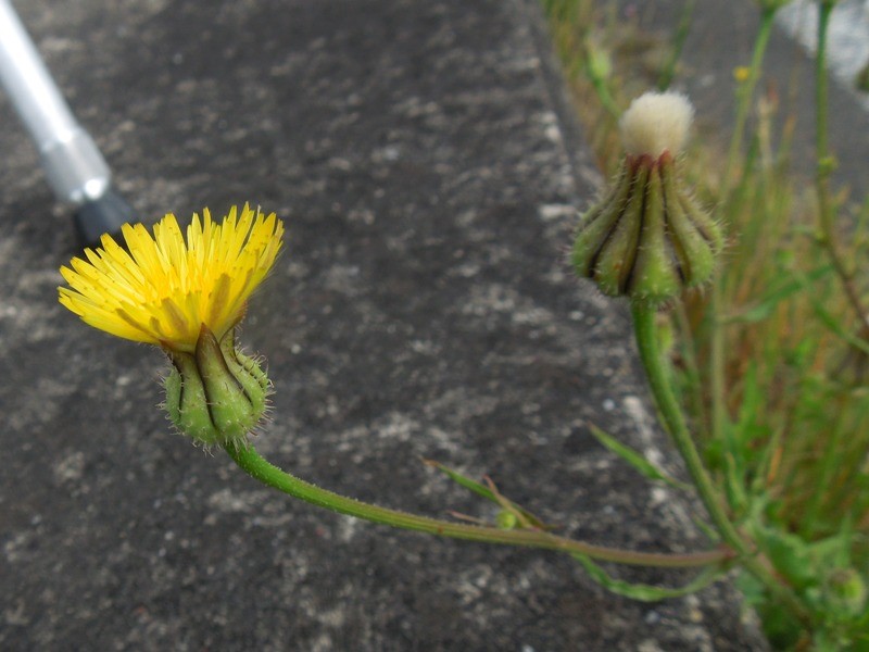 ���˥��������