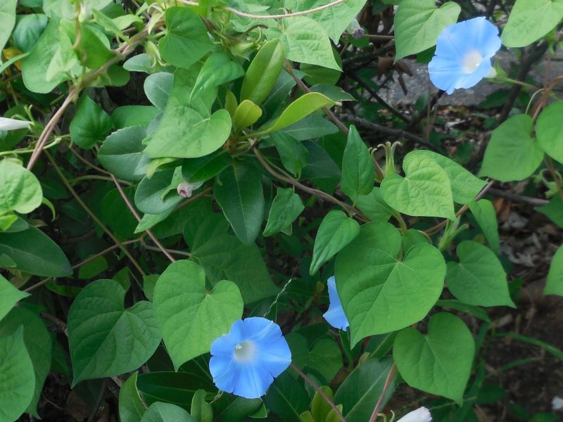 �ޥ�Х���ꥫ��������