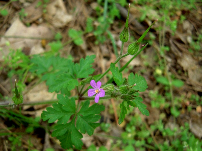 �䥵���ե���