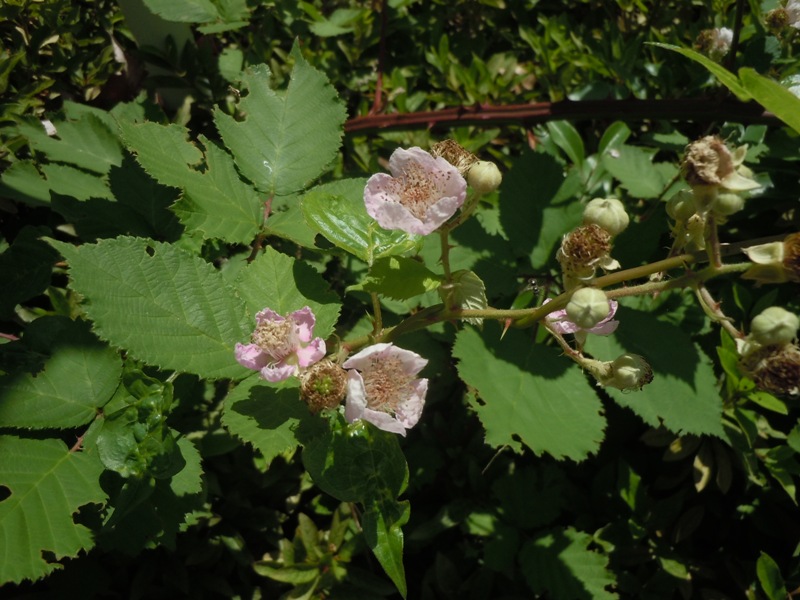 �����襦��֥�����