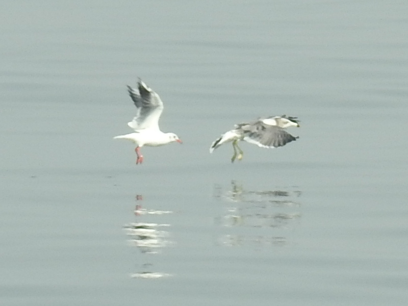 ���ߥͥ��ȥ�ꥫ���