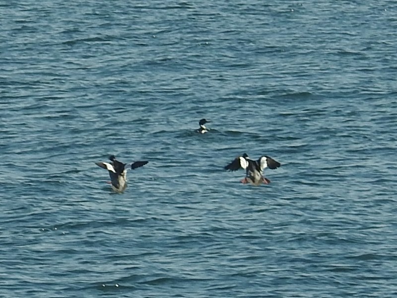 ���ߥ�����