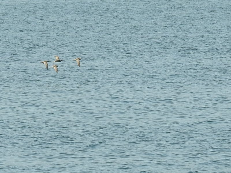 ���奦���㥯����