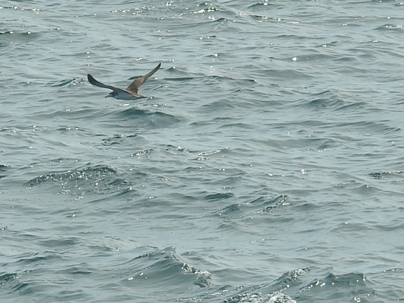 �����ߥ��ʥ��ɥ�