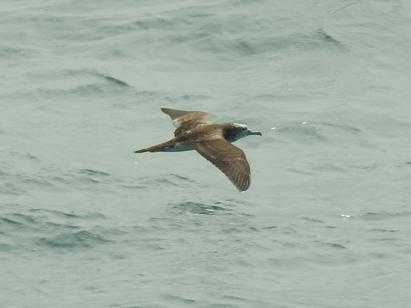 �����ߥ��ʥ��ɥ�