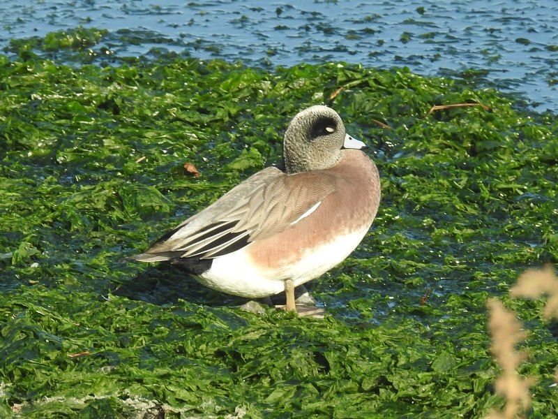 ����ꥫ�ҥɥ�