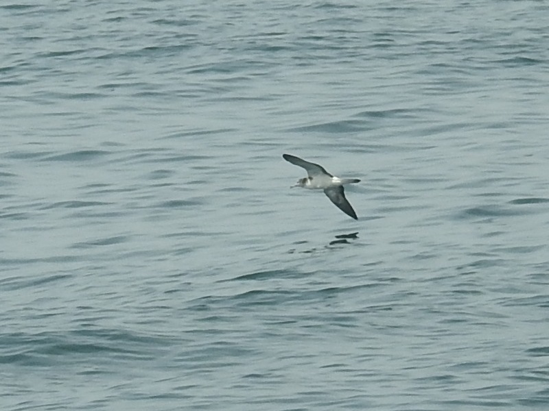 �����ߥ��ʥ��ɥ�