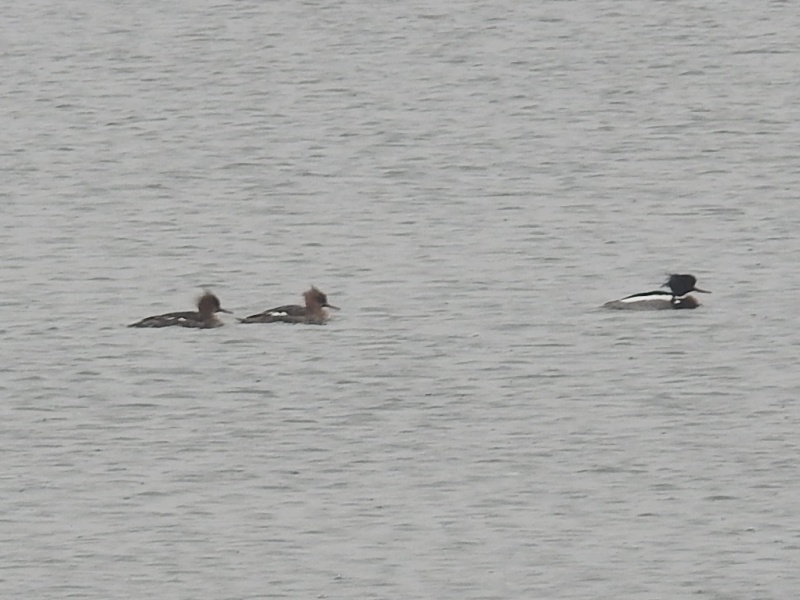 ���ߥ�������