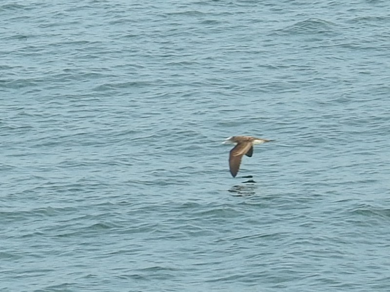 �����ߥ��ʥ��ɥ�