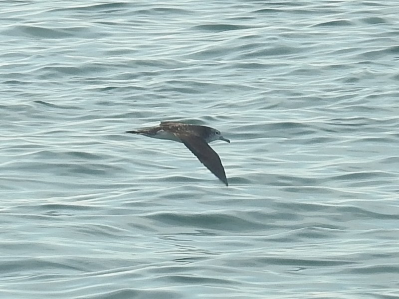 �����ߥ��ʥ��ɥ�