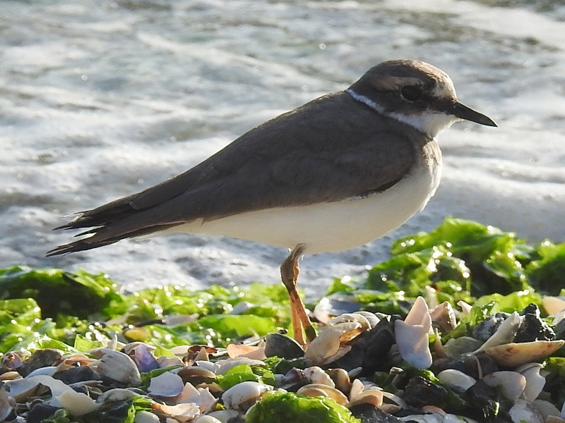 ��������ɥ�