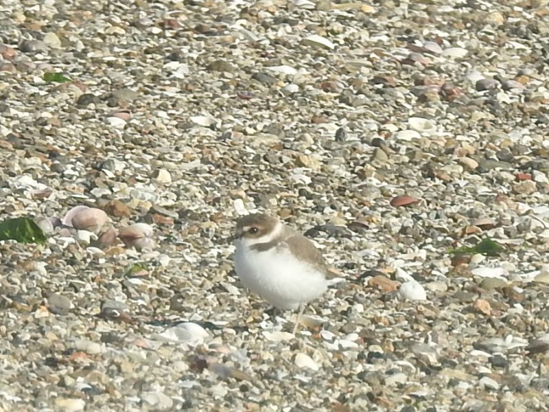 �������ɥ�