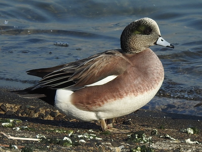 ����ꥫ�ҥɥ�