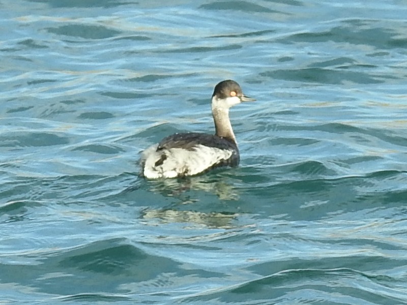 �ϥ��������ĥ֥�