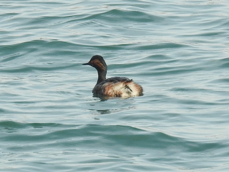 �ϥ��������ĥ֥�