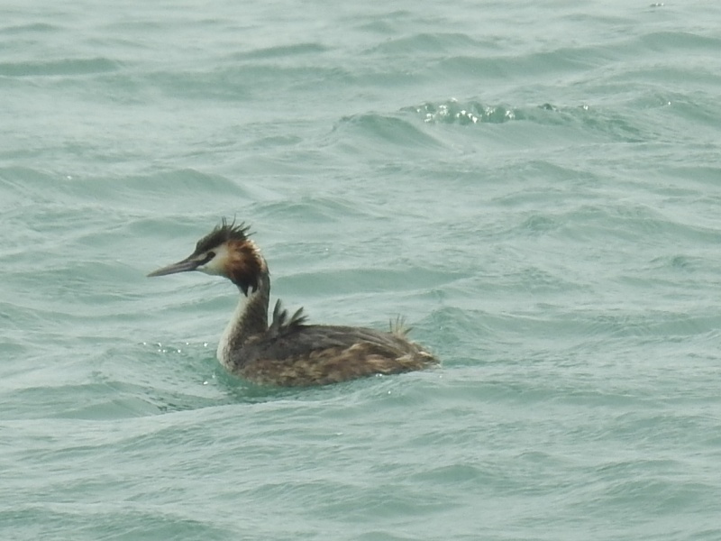 �����ꥫ���ĥ֥�