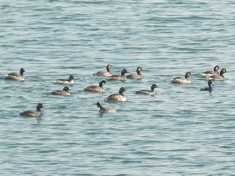 �ϥ��������ĥ֥�