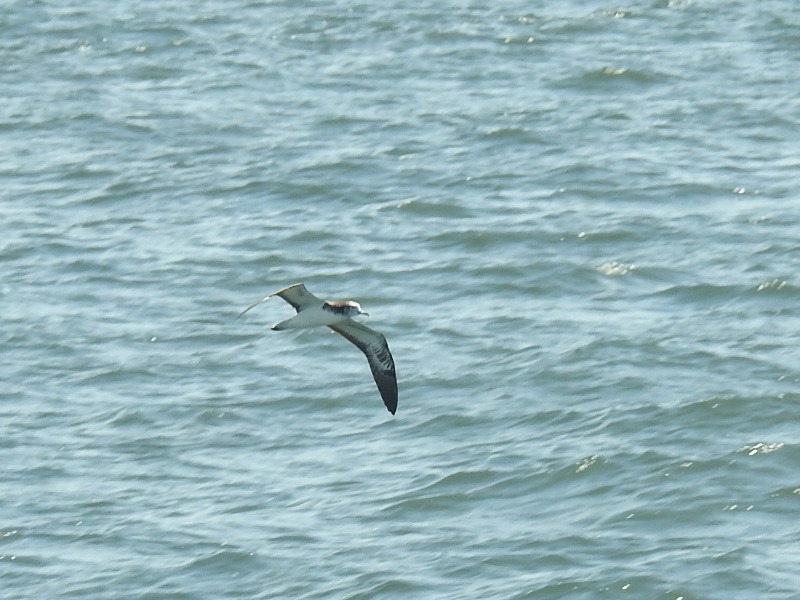 �����ߥ��ʥ��ɥ�