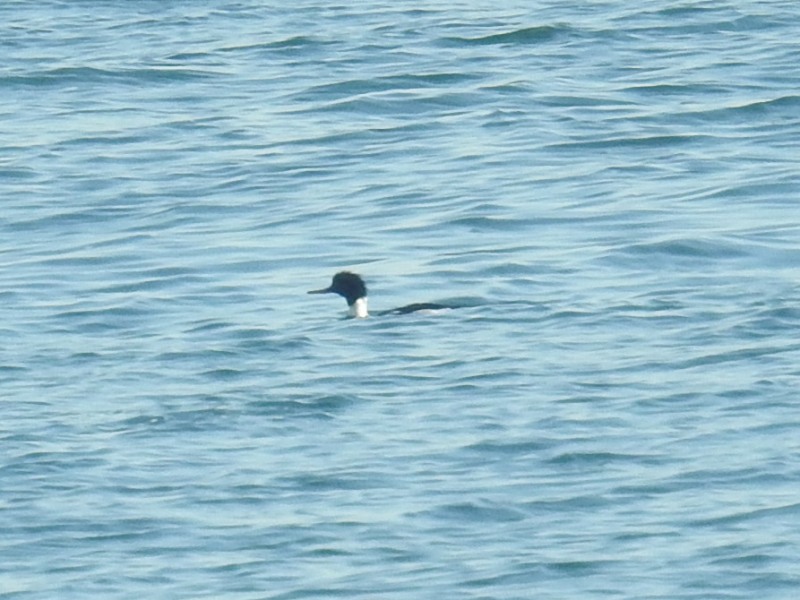 ���ߥ�����