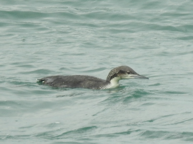 �������ꥪ���ϥ�