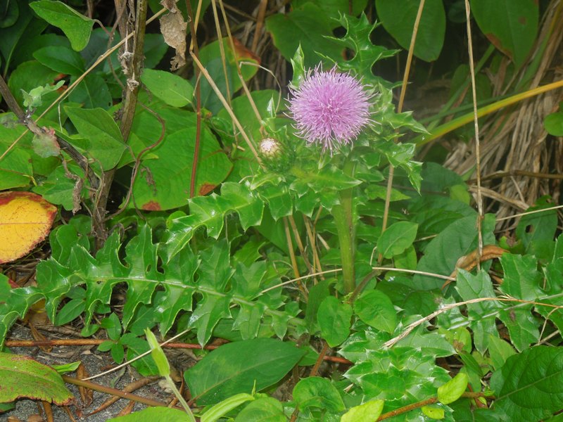 �ϥޥ�����