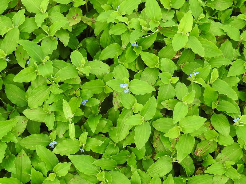 �ޥ�Хĥ楯��