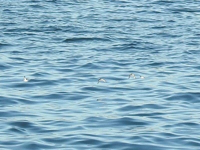 �ҥ쥢������