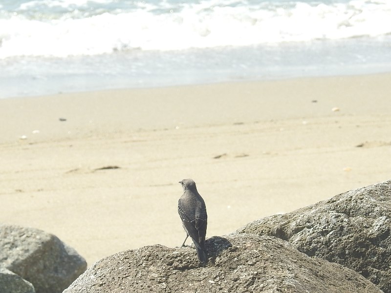 �����ҥ�ɥꡢ�᥹