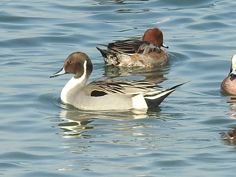 ���ʥ�����