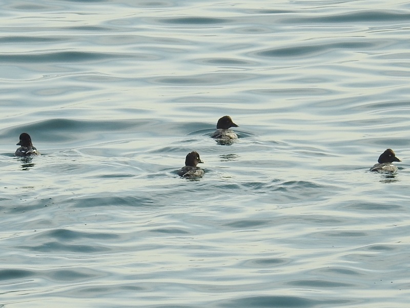 �ۥ���������