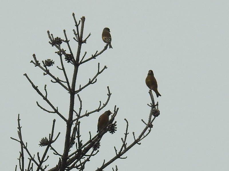 �����ҥ�