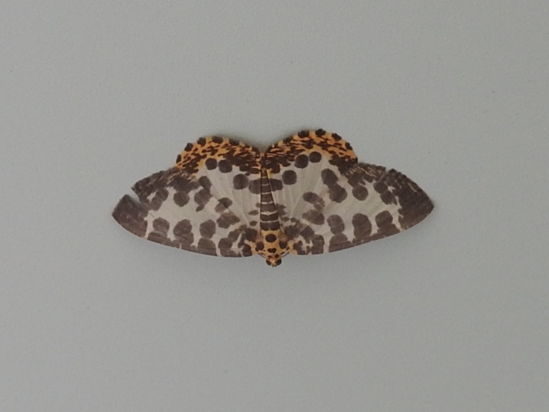 �������ޥ������㥯