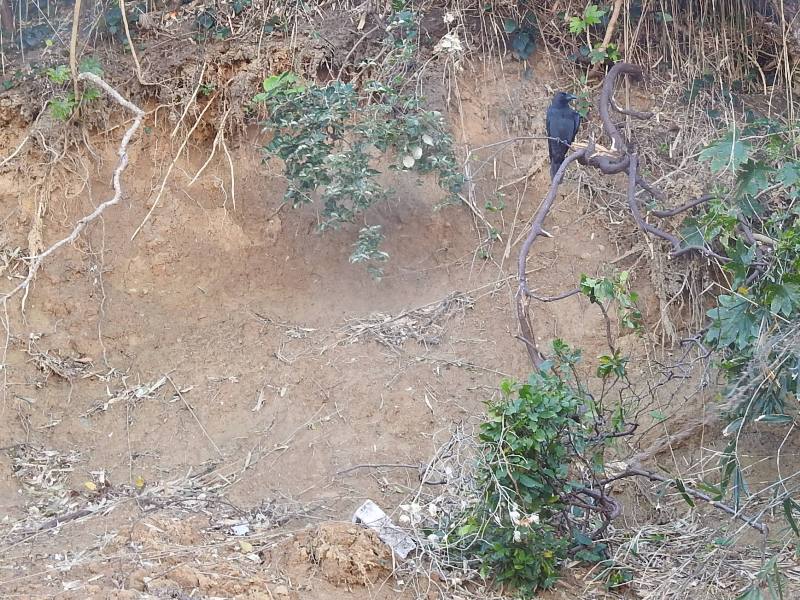 �ϥ��֥ȥ��饹