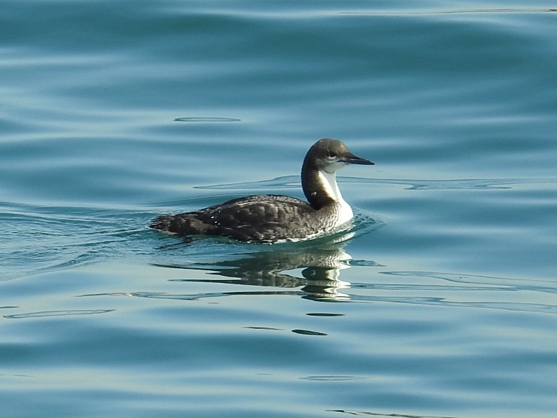 �������ꥪ���ϥ�